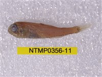 藏品(七星魚)的圖片